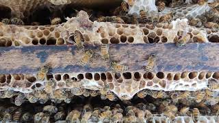 apis mellifera  #apismellifera #melliferabee #beekeeping #honeybee