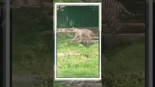 #whitetiger #youtubeshorts #ytshorts #tiger #village #nepal #shortvideo