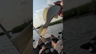 Atlantic Croaker shows how loud it can croak