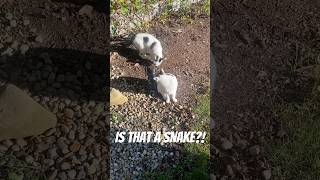 Is your Tail some kind of Snake?!