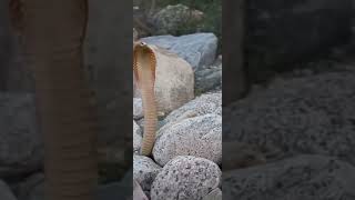 #shorts dangerous snake in 🏜️ Desert