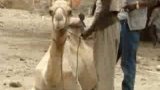 Tahir and the young camel