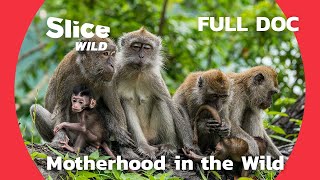 Does the maternal instinct really exist? | SLICE WILD | FULL DOC