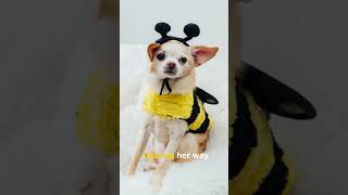 Adorable Dogs Rocking Halloween Costumes! 🐾🎃  #shortvideo #shorts #halloween2024 #doglover