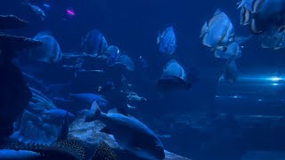 A day out in London | Sea Life Aquarium | Oxford Street & moree