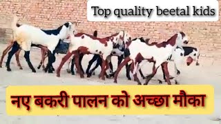 अच्छी नस्ल के बच्चे. top quality beetal kids