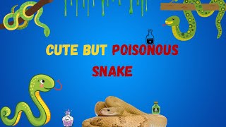 Exploring the World of Cute but Poisonous Snakes