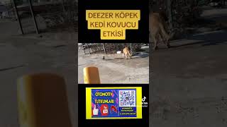 DEEZER KÖPEK KEDİ KOVUCU ETKİSİ