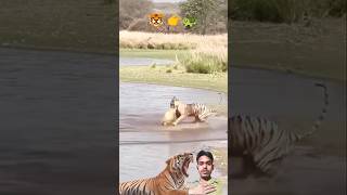 Dangerous tiger attack 😳| बाघ का खतरनाक हमला 😱 #shorts #tiger #turtle  #animals