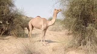 camel in tharparkar #viralvideo #viral #videos #video