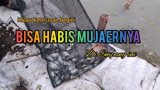 Mancing bawal diserbu mujaer nila