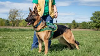 How to Train a German Shepherd Expert Techniques for Obedience and Behavior