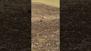 Couple Indiana Pheasants #hunting #outdoors #nature #spring #shorts #indiana #fueledbynature #birds