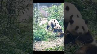 #熊猫 #panda 花花主打一个在哪里被撞倒就在哪里躺下！ 😅😅