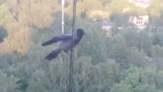 A crow on the wires