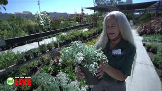 The best full sun plants, shrubs & flowering perennials at Green Thumb Nursery!