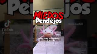 Miedos pendejos 🤣🤣🤣