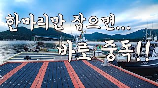 [다리tv] 올해 요녀석 때문에 환자가 많이 생겼습니다!!! 시즌 계속 'ON'!!!