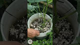 The best fertilizer for vegetable garden