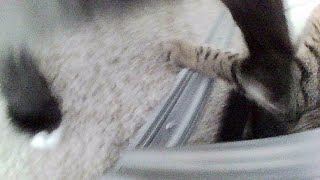 cat pov: cats throwing paws at each other