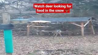 Deer looking for food  🦌🙂 #shorts #deer #animals #youtubeshorts