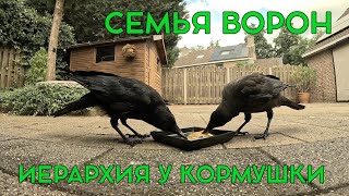 ОТОЙДИ ЖЕНЩИНА! 🤨 Мужчины едят первыми! #crow #ворона #наблюдение