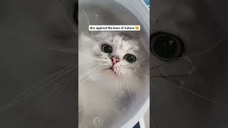 funny Persian cat video #persian #persiancat