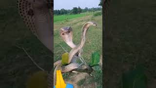 snake #youtubeshorts #viralvideo