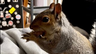 A Squirrel On My Couch