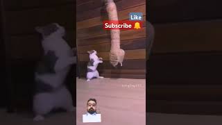 Cutest cat #shortfeed #ytshorts #shortvideo