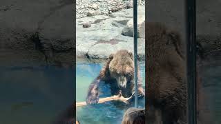 I’m obsessed with this guy 🥹🐻#travel #toledozoo #bear #animallover