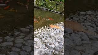 Cat catching fish at river.#fishing #cat #pets #shorts #catlover #catmischief #fish #naturalbeauty