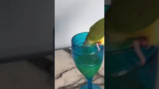 Conure loves orange juice loves a drink of something fruity cheeky pet parakeets, pineapple conure.