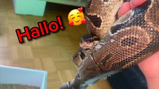 Mein neues Haustier! Wer muss denn da gebadet werden?! (Python Regius)