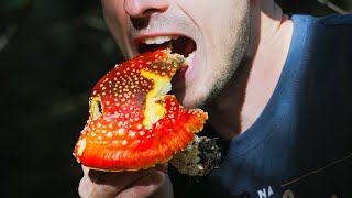 Zjadłem MUCHOMORA!  🍄🍄🍄  (Amanita Muscaria)