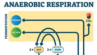 What is anaerobic respiration? Types of anaerobic respiration