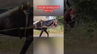 Ghorar Gari | Thela | Horse Cart #horse #horselover #ontheway #animalshorts