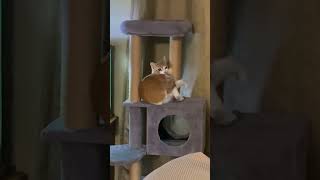 CAT TORNADO!!🌪️