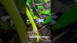 RainySeason #NammaKundapra #native #nature #KannadaSongs