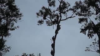 Proboscis Monkeys at Bedtime