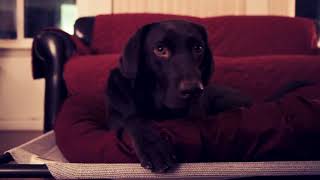 Bowser the Chocolate Lab Cinematic