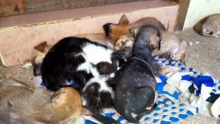 So adorable all little puppies sleeping with poor kittens