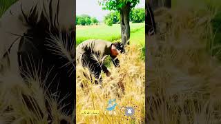 رحمان الله گربز د غنمو لؤ  #shorts Rahmanullah Gurbaz