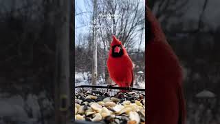 Cute Bird tiktok nhbirdnerd