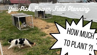 Planning the You-Pick Flower Field! How much do I need to grow?!