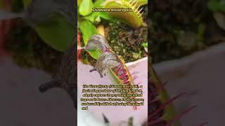 Nature's Epic Battle: Venus Flytrap vs. Escaping Snails