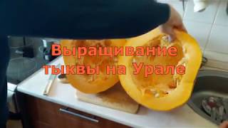 Выращивание тыквы на Урале.Пора сеять семена на рассаду!