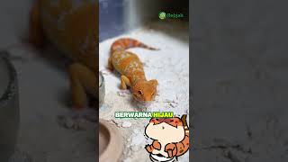 Waspadalah sama 3 tanda gecko kamu lagi sakit, awas ada yg sampe fatal akibatnya 😱🦎#cirigeckosakit