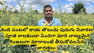 #redgram#కంది పంట సాగు#నాణ్యమైన దిగుబడి కోసం ముందు జాగ్రత్తలు#arhardaal#boron#pulses@pallerythu1