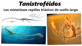 Tanistroféidos. Descubre a los misteriosos reptiles de cuello largo